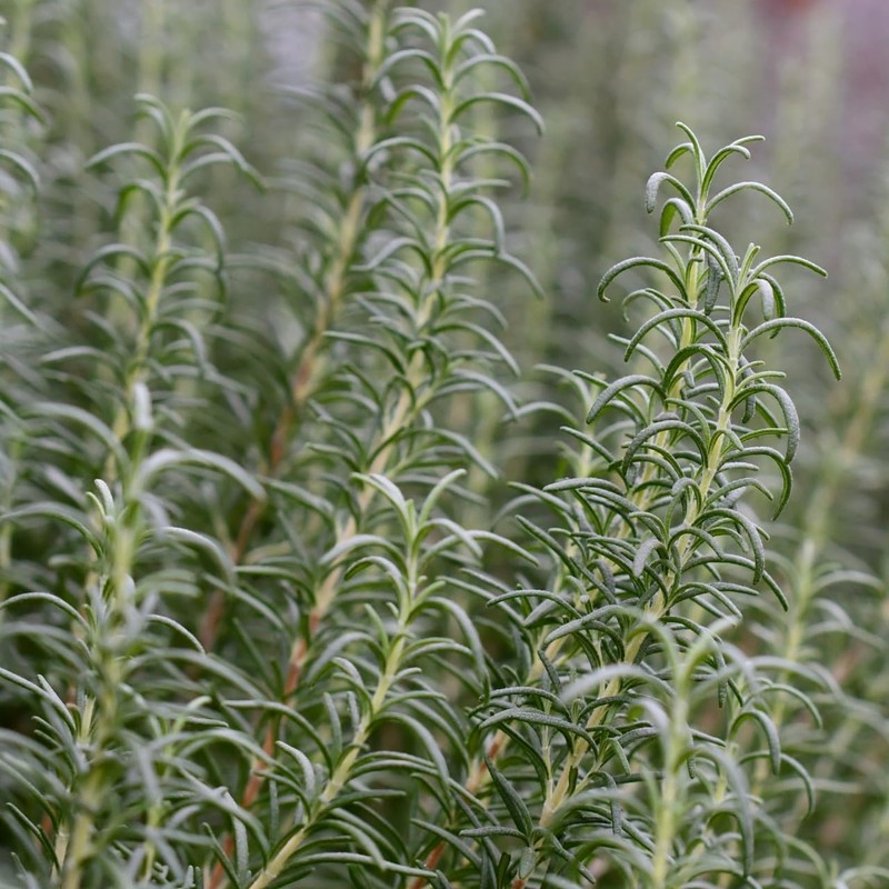 Rosemary Camphor 30ml Incent Essential Oil Essential Oil