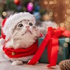 Kitten Starter Kit, 37 Pcs of Kitten Starter Kit for
