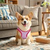 Pistha 4 Pack Dog Shirts Summer Printed Puppy Clothes Cute