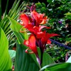 10 Seeds Red Canna Lily Indica | Indian Shot Arrowroot