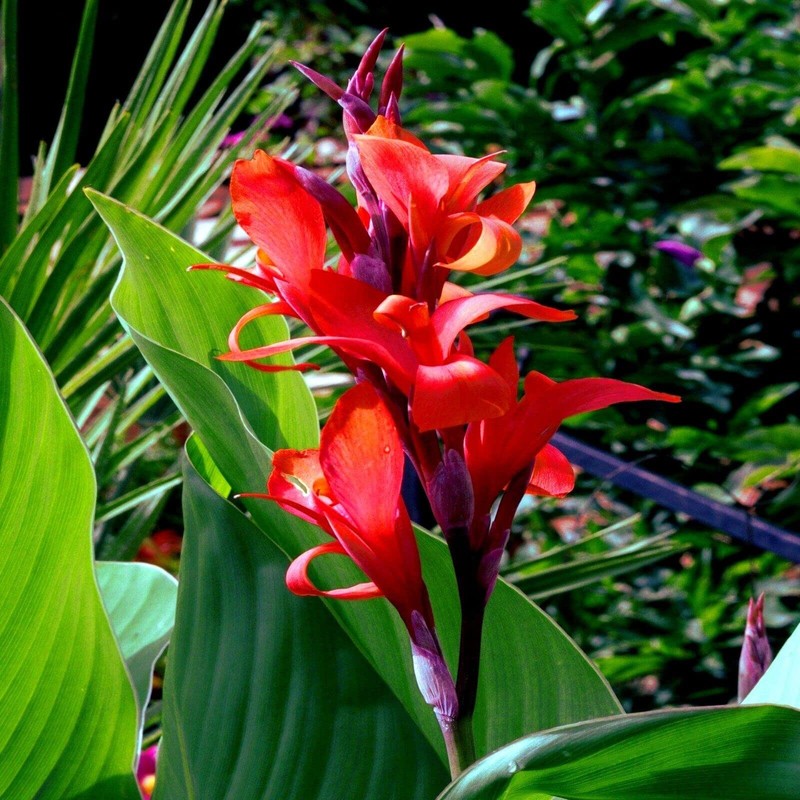 10 Seeds Red Canna Lily Indica | Indian Shot Arrowroot