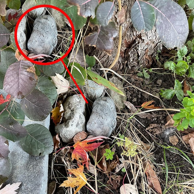 Pangaea Hide-a-Spare-Keyフェイクロック - 本物の石のように見える - 屋外ガーデンや庭、ジオキャッシングに安全 1 Pack