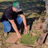 Zoysia Sod Slab for Plugs