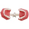 Dentalmall Dental Model Brushing Flossing Practice Teeth Typodonts Mode Gingiva