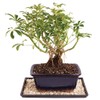 Brussel's Live Dwarf Hawaiian Umbrella Indoor Bonsai Tree - 4