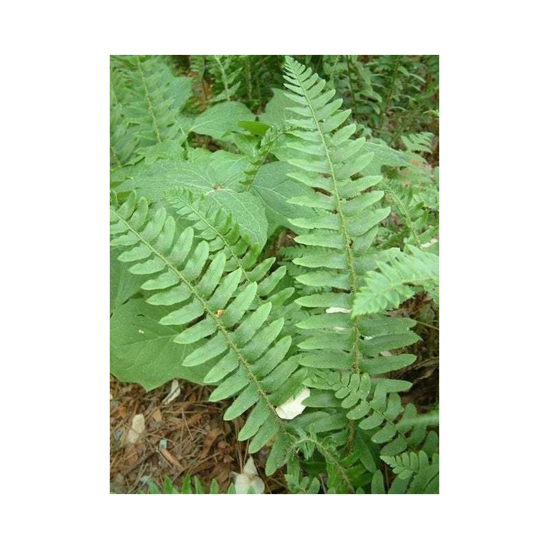 Ferns 20 Christmas Fern Root Systems, Christmas Dagger - Polystichum