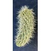 Teddy Bear Cholla Cactus (Cylindropuntia bigelovii) - Live Plant Cutting