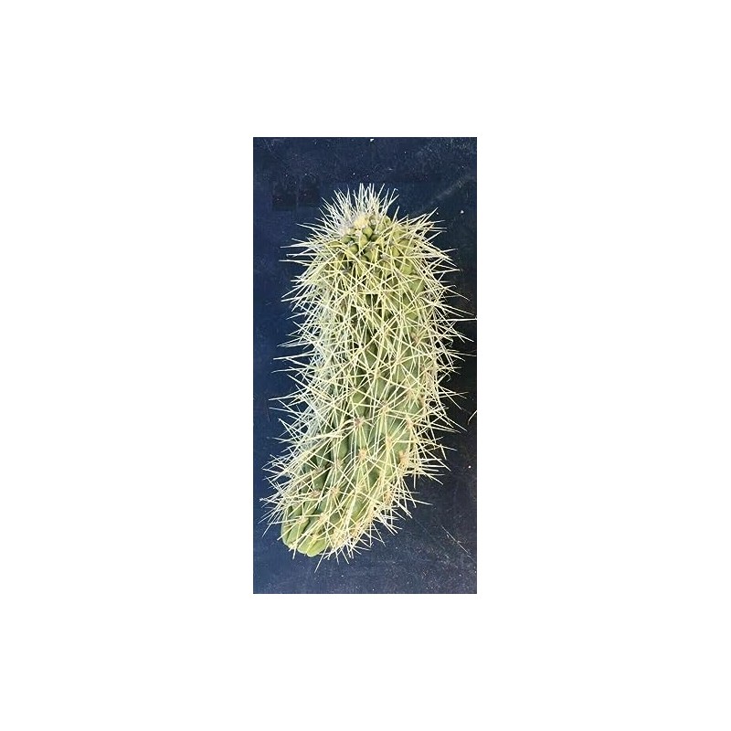 Teddy Bear Cholla Cactus (Cylindropuntia bigelovii) - Live Plant Cutting