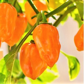 TomorrowSeeds - Orange Habanero Pepper Seeds - 150+ Count Packet - for 2024 350,000 Scoville Spicy Hot Tropical Pepper Chili Scotch Bonnet