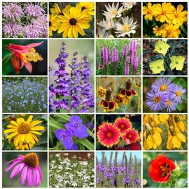 Grow Your Own Vibrant Annual and Perennial Wildflower Garden Seeds Mixture, Varieties for Pollinators and Spring Gardens - Native Perennial Mix, 1 lb
