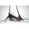Anne Golden Raspberry Plants-Bare Root Canes–Sweet Tropical Flavor-Certified Disease &