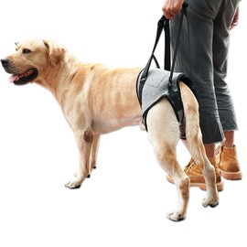 Arnés de Elevación para Perro,Ownpets Arnés de Elevación para Perros，Arneses ajustables, de apoyo para perros, de movilidad asistida y para personas mayores para perros heridos y discapacitados (XL)