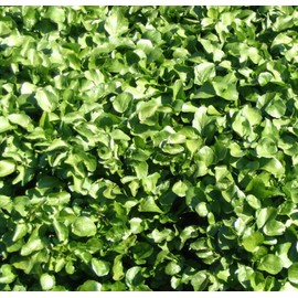 Pepper Cress Seeds Curled for Garden Herb or Microgreens and Sprouting H253 (800 Seeds)