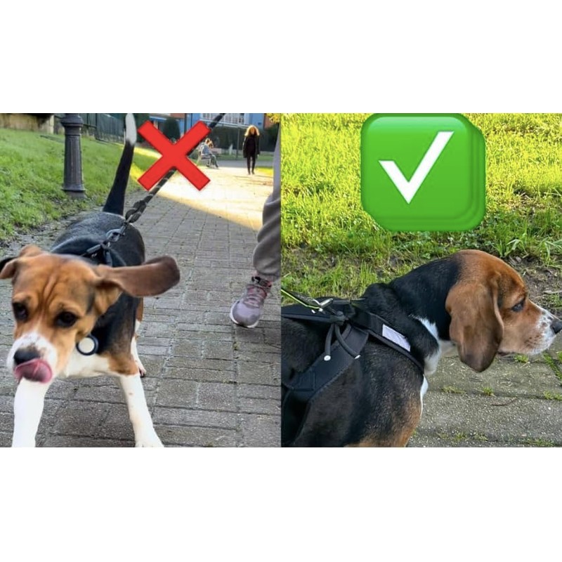 Total Harness Anti Traction for Sports with Dog, Running, Canicross,