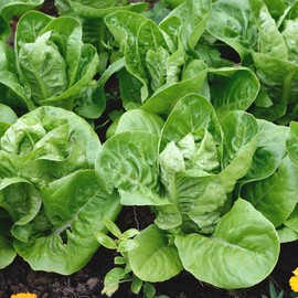 Lettuce Little Gem Seeds – Sweet & Crunchy – Fast-Growing, Ideal for Salads – Fresh Tasty Vegetables – for Your Kitchen Garden