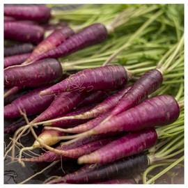 Everwilde Farms - 1 Oz Cosmic Purple Carrot Seeds - Gold Vault