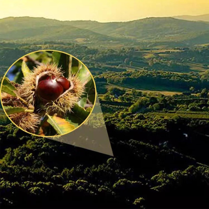 Roasted Chestnuts 200 g / 7.05 OZ，Whole Roasted Chestnuts Peeled
