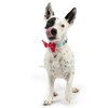 Huxley & Kent Pet Bow Tie for Dogs & Cats