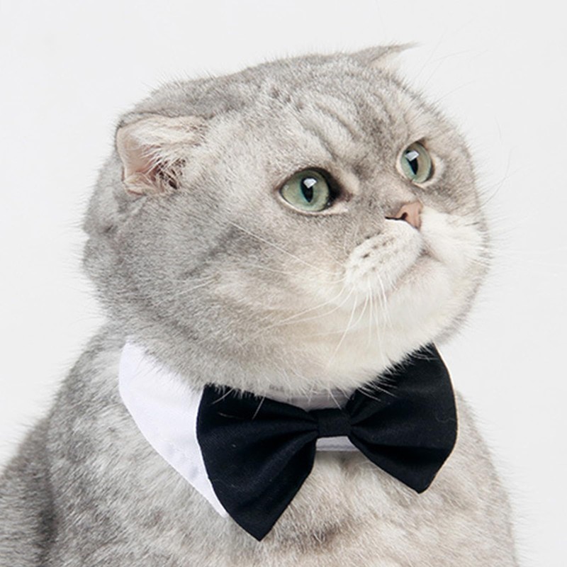 XUNQUCOM Pet Bow Tie Collar for Cats & Dogs (Black-S)