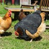 Chicken Saddles for Hens, Chicken Apron Back Protector Hen Mating