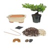 Eve's Bonsai Tree Starter Kit, Complete Do-It-Yourself Kit with 6