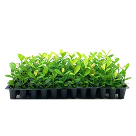Ixora Maui Yellow | 3 Live Plants | Beautiful Vibrant Blooming Butterfly Attracting Shrub | Coccinea Flame of The Woods Jungle Flame