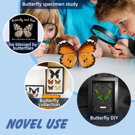 6 Pcs Real Butterfly Specimen - Taxidermy Butterfly DIY Creative Production, Taxidermy Animals for Framed Butterfly Shadow Box (Random)