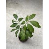 Longan 1 Longan Tree Dimocarpus Dragon Eye 10”With Pot Seedling