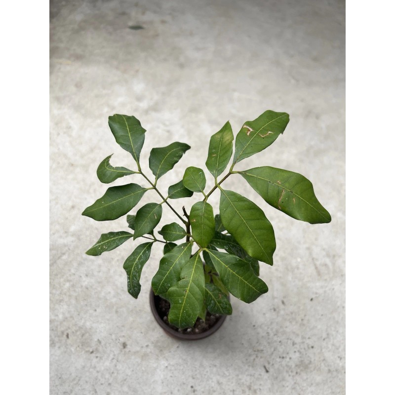Longan 1 Longan Tree Dimocarpus Dragon Eye 10”With Pot Seedling