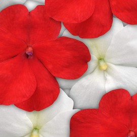 Outsidepride Impatiens Red White Mix - 100 Seeds