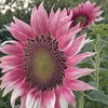 100 Strawberry Pink & White Sunflower Seeds: Heirloom Beauty for