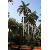 Royal Palm | Seed Grow Kit | The Jonsteen Company