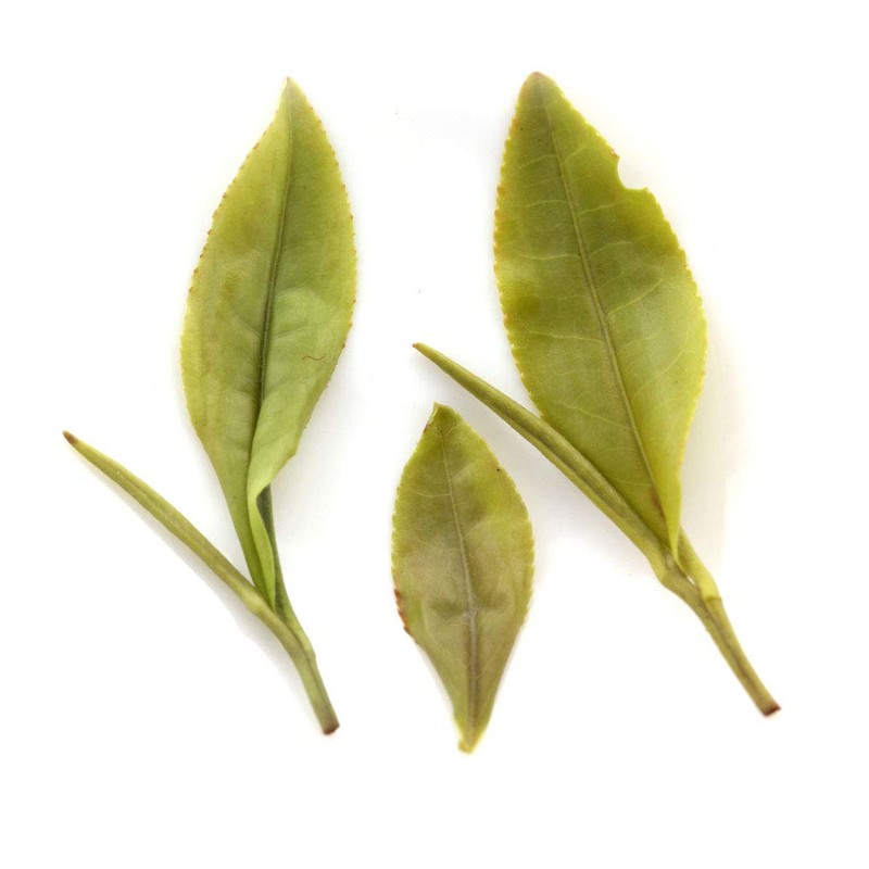 GOARTEA Mao Feng Green Tea 100g / 3.5oz Premium Huangshan