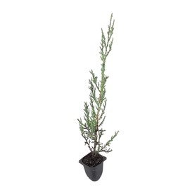 Juniper Burkii - 10 Live Trees - Juniperus Virginiana - Evergreen Screening Red Cedar