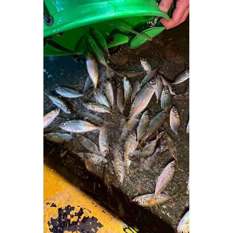 Agimax Premium 2