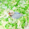Small Animal Bedding, Bird Cozy Nesting Cotton Paper Material, Enhance