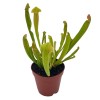 Florida House Plants Sweet Pitcher Plant, Carnivorous Plant, Sarracenia rubra