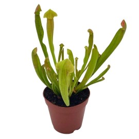 Florida House Plants Sweet Pitcher Plant, Carnivorous Plant, Sarracenia rubra Walter pitcherplant