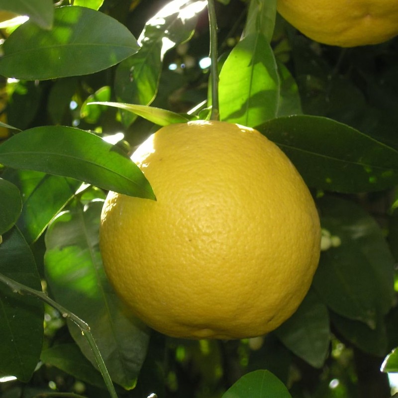 Grapefruit 30ml Incent Essential Oil Essential Oil Aroma Oil AEAJ
