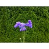 Pure Blue Cornflower Petals - 100% Natural Centaurea cyanus -