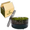 SaatPur® Sprout Box Set 1 with One Tier as Sprouts