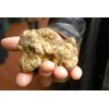 RAISE ME UP: White Truffle Mushrooms Spores (Tuber magnatum) Non