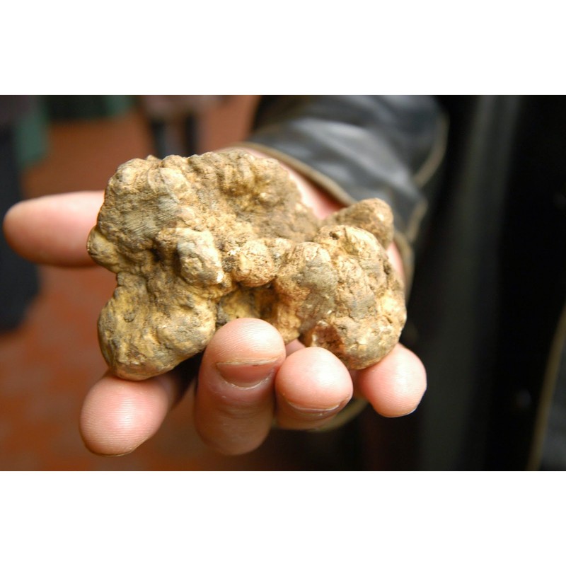 RAISE ME UP: White Truffle Mushrooms Spores (Tuber magnatum) Non