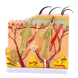 Skin Enlargement Model, Skin Anatomy Model, 50X Skin Model, Human Body Skin Model, Laboratory Skin Model, 50 X 3D Human Skin Enlargement Model, Laboratory Supplies for Anatomy Biology Teaching