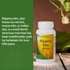 Slippery Elm: 400 Mg, 100 Capsules GI Coat Rachel's Tea