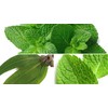 TESIS TISANA MEZCLA DE MENTA, HIERBABUENA Y EUCALIPTO; MINTHA, 58g