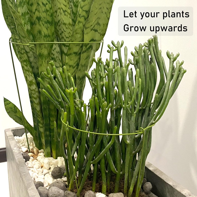 Boinio Adjustable Snake Plant Support Stakes, Peony Supports Cages Garden