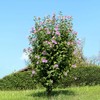 Generic Althea Purple Bloom, Purple Flowering, Deciduous, Shrub, Cold Hardy,