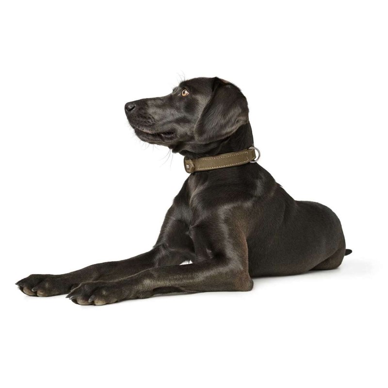 HUNTER HUNTING dog collar, leather, nubuck, robust, soft, 60/M -
