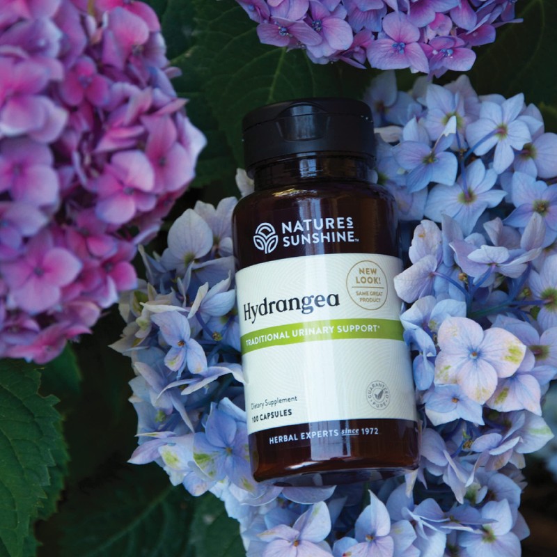 Nature's Sunshine Hydrangea, 100 Capsules, 650mg of Pure Hydrangea Root